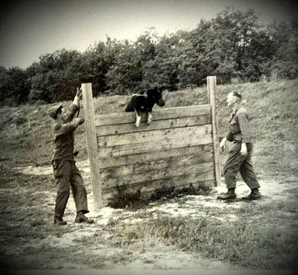 Our breeder's grandfather training his K9 over a wall in Germany