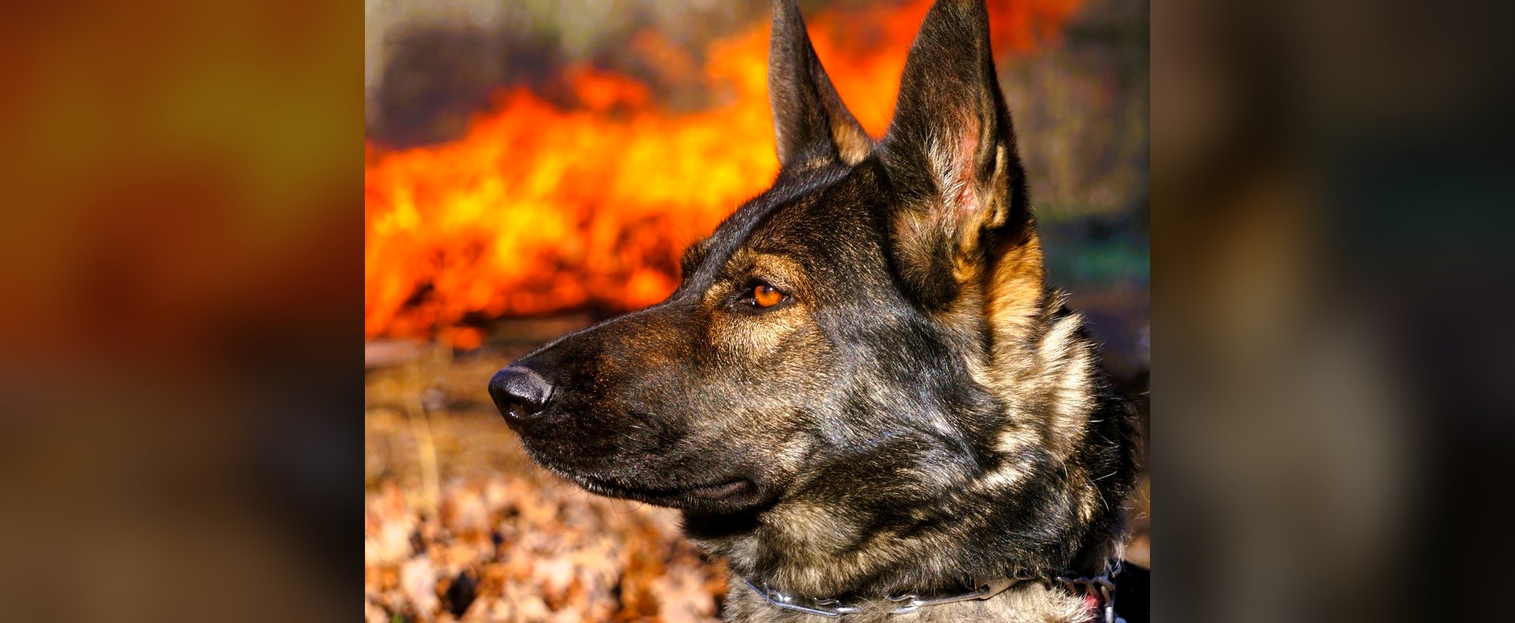 German Shepherd profile portrait with fire in the background
