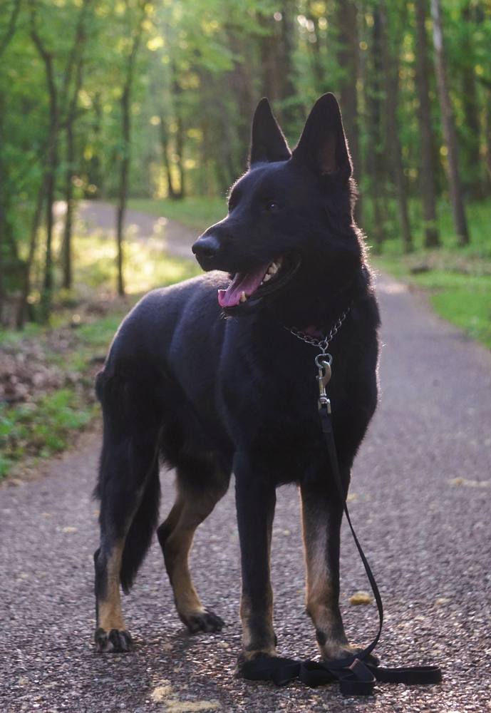 Black German Shepherd standing on a forest path on leash