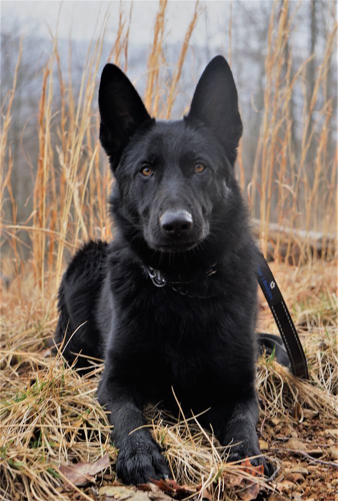 Black German Shepherd puppy lying in dry grass