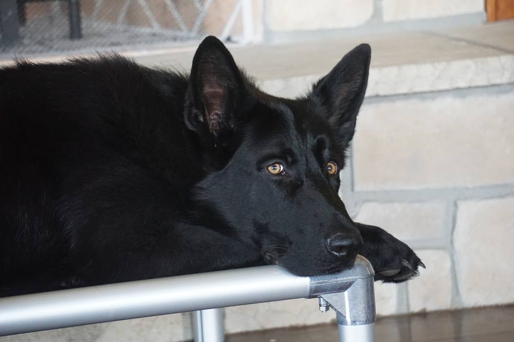 Black German Shepherd resting its chin on an aluminum bench