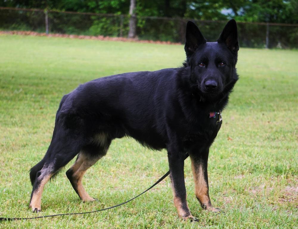 Black and tan German Shepherd standing on a lawn on leash