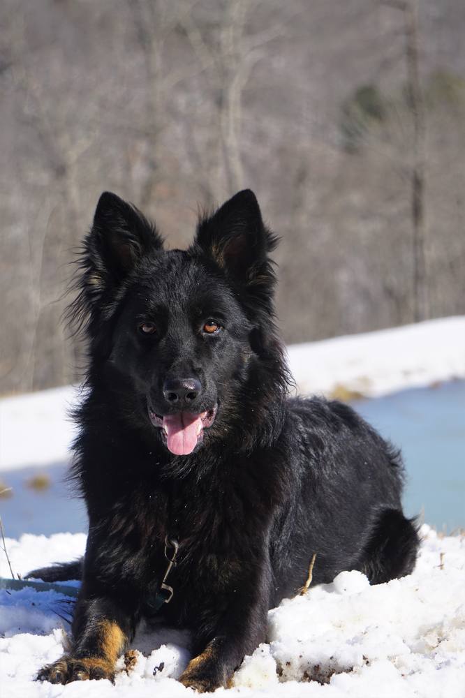 Black long-coat German Shepherd lying in the snow