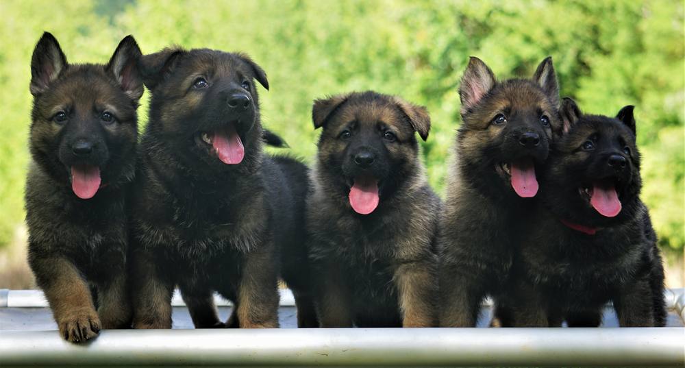 Five black and tan German Shepherd puppies lined up side by side