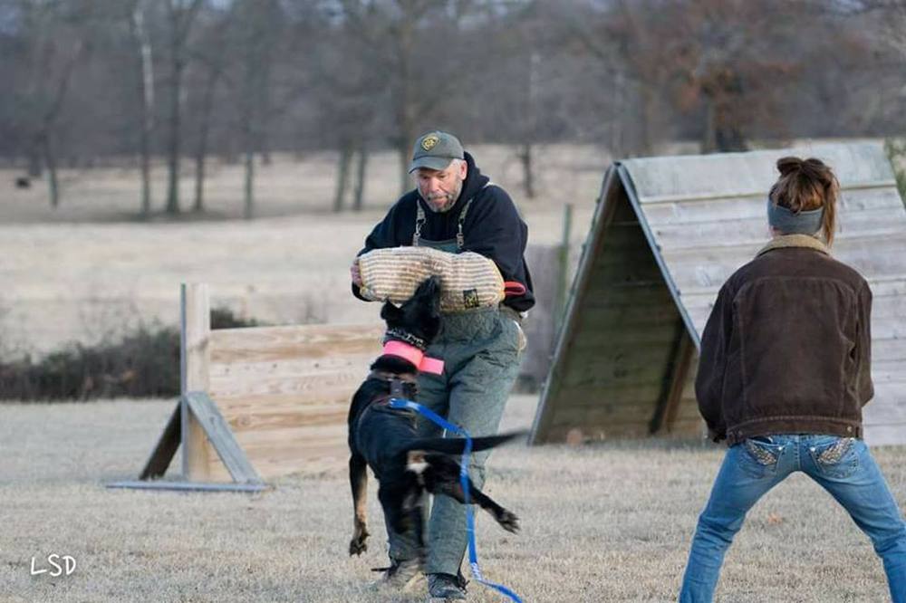 German Shepherd working a protection exercise on a training field with handlers