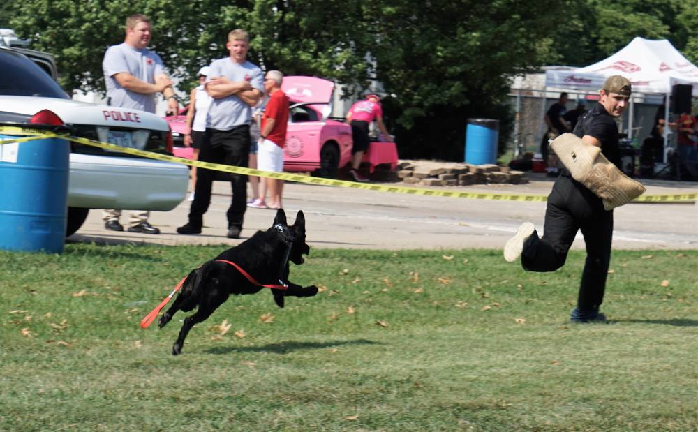 German Shepherd running at a decoy during a protection demonstration beside police cars