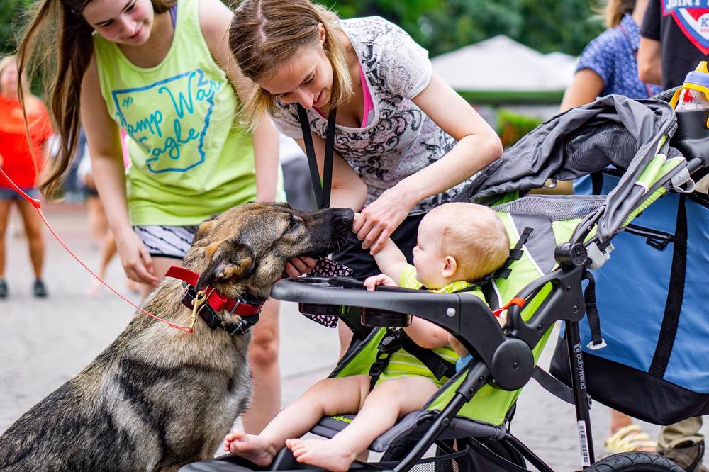Gentle German Shepherd greeting a baby in a stroller while children pet the dog