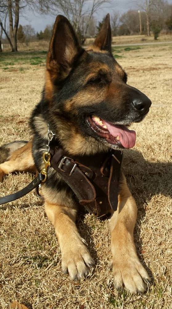 German Shepherd in a leather harness lying in a dry field