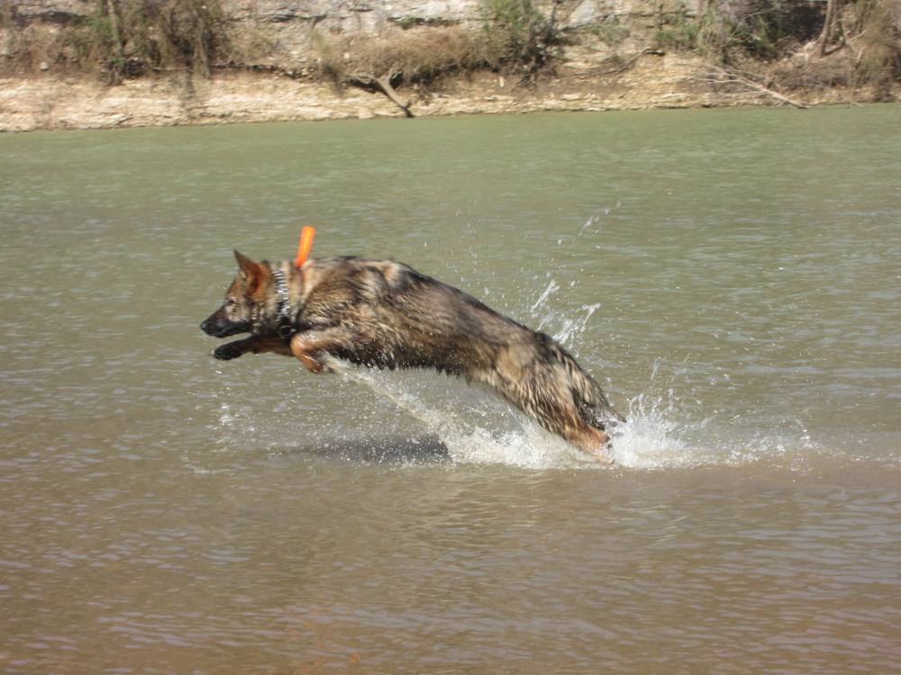 German Shepherd leaping into a river with a big splash