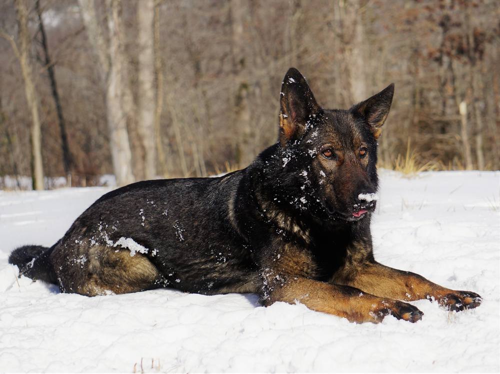 Dark German Shepherd lying in the snow with snow on its face