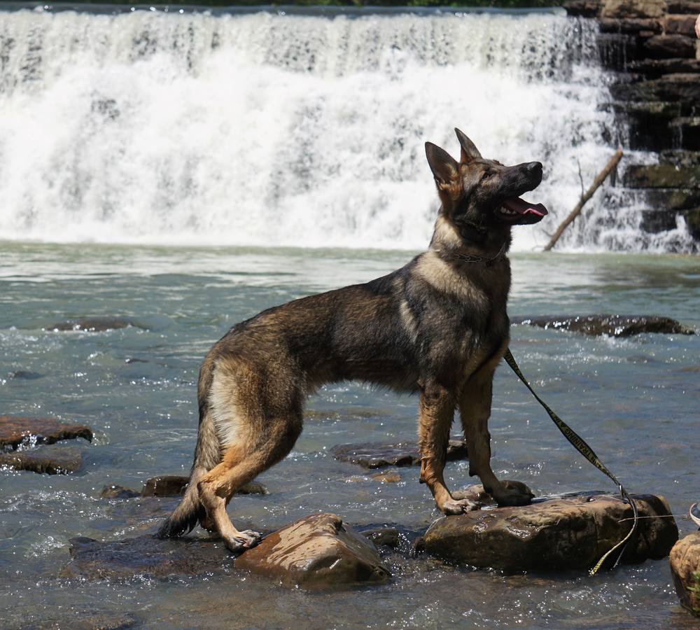 Working-line German Shepherd standing on river rocks in front of a waterfall