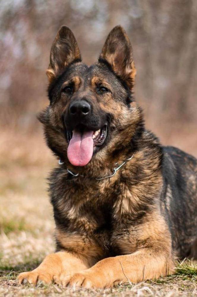 German Shepherd portrait lying in a field with tongue out