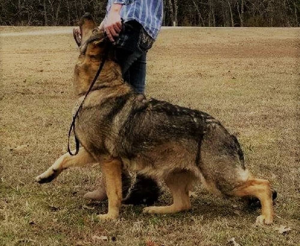 German Shepherd crouched and focused during protection training with a decoy