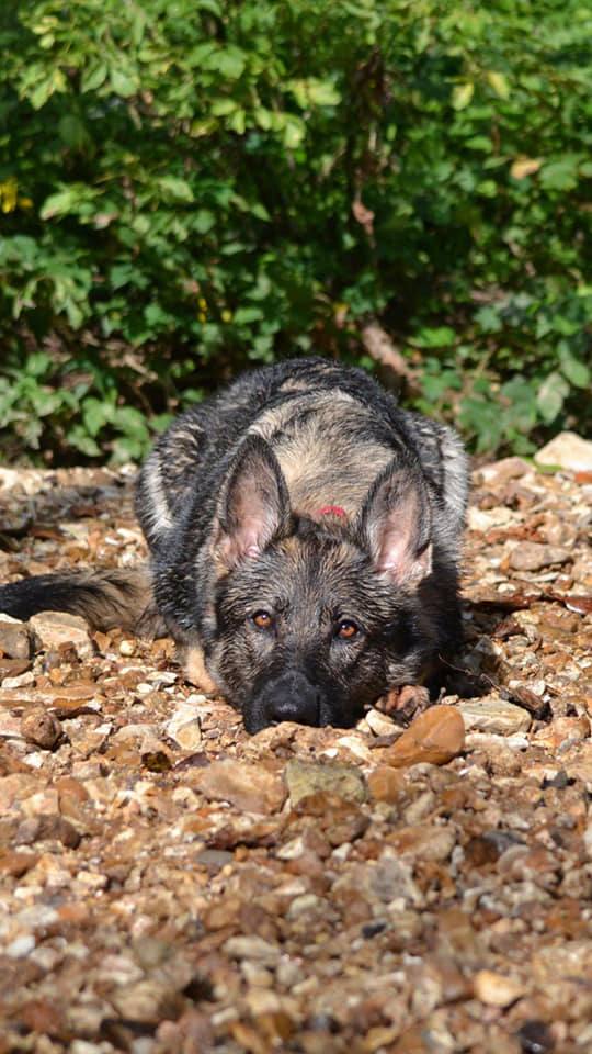 German Shepherd resting on gravel in the sun