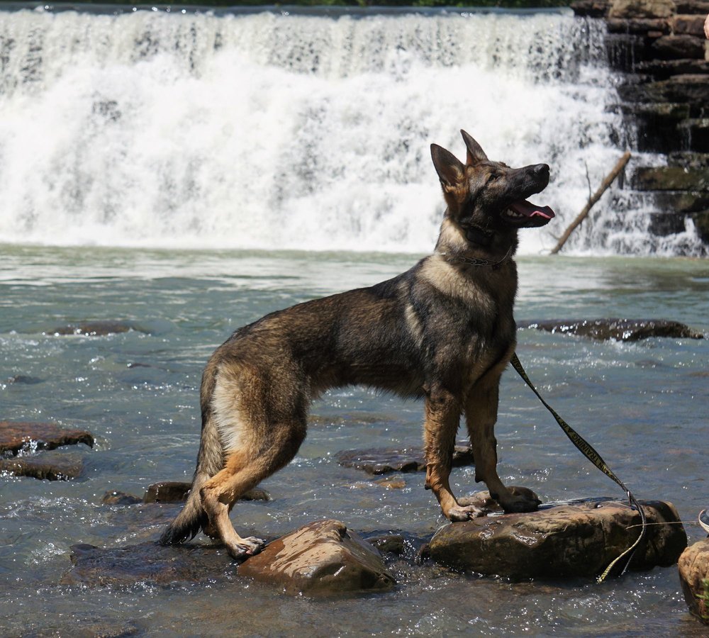 Working-line German Shepherd standing alert on river rock at a waterfall in the Ozarks