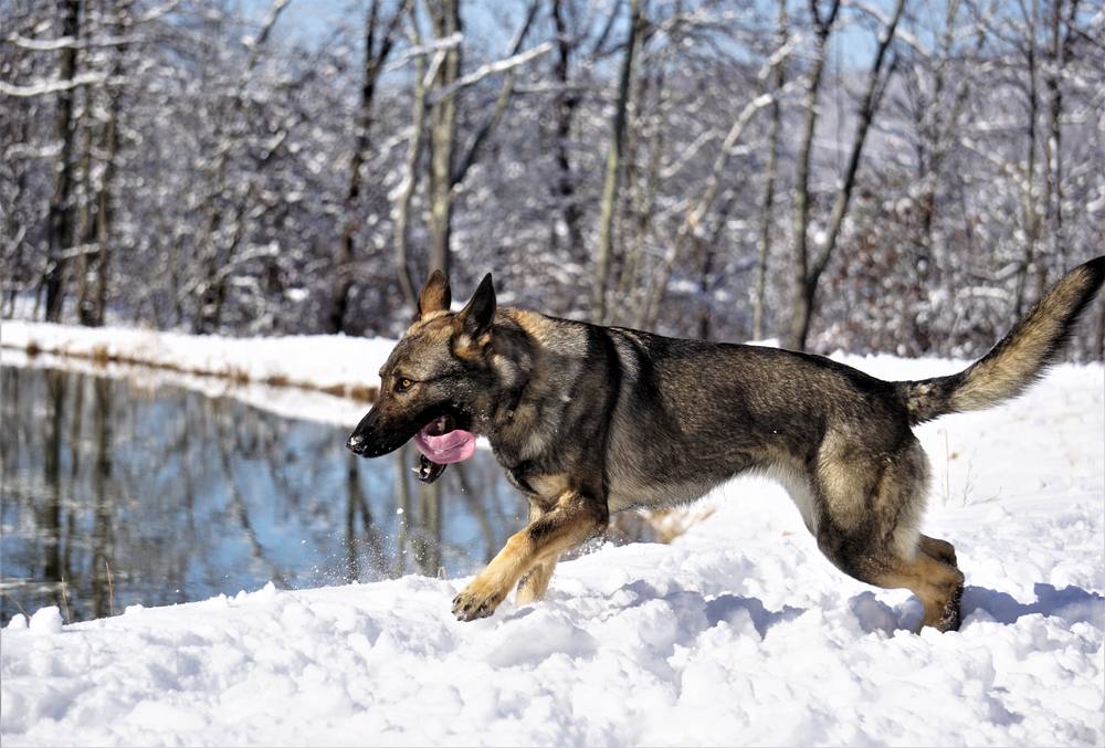 German Shepherd trotting through snow beside a frozen pond