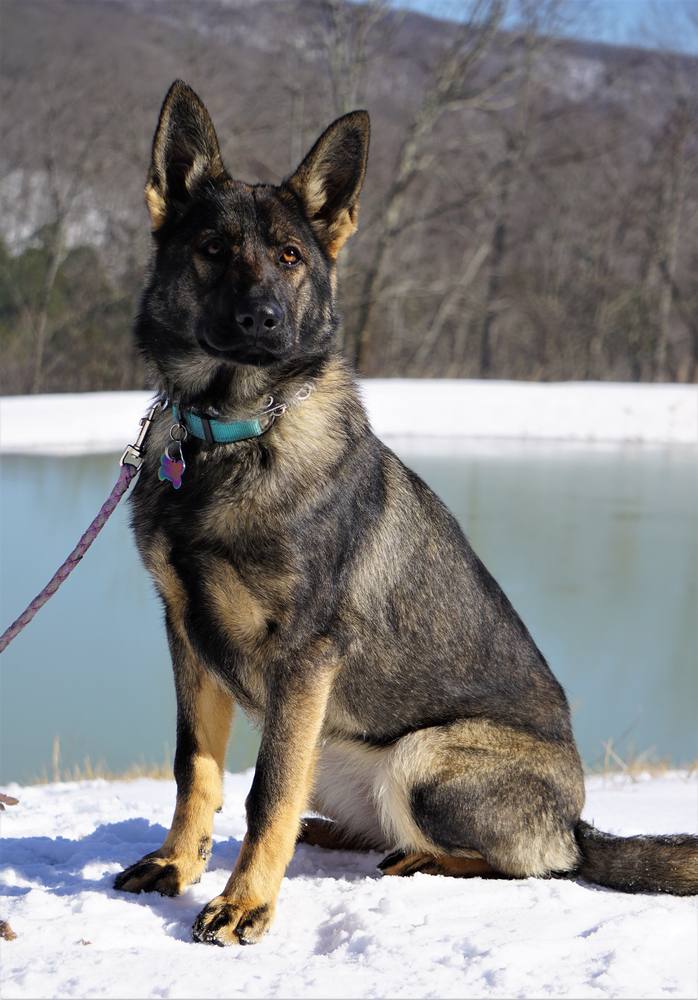 Young German Shepherd sitting in the snow by a pond