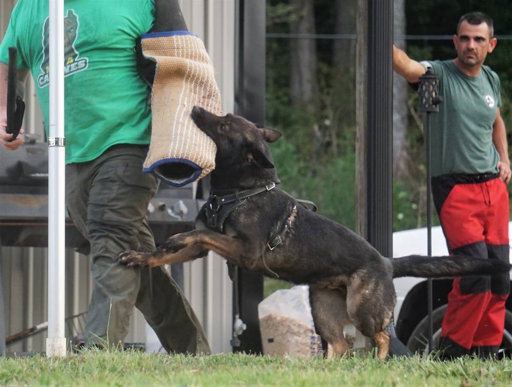 German Shepherd working a protection sleeve with handlers watching