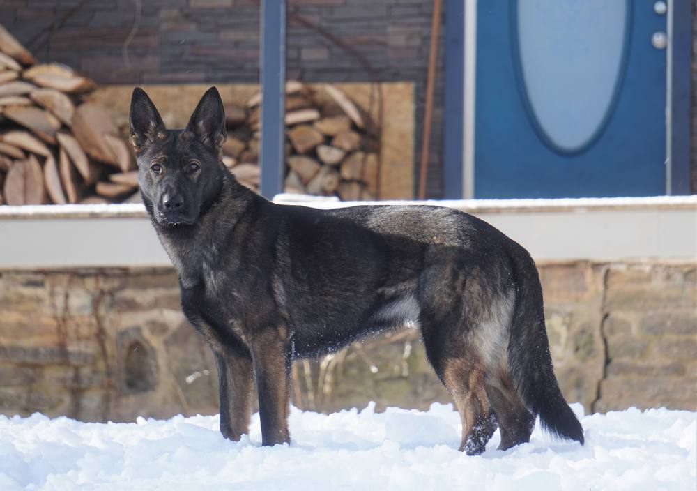 Sable German Shepherd standing in the snow beside a stone patio