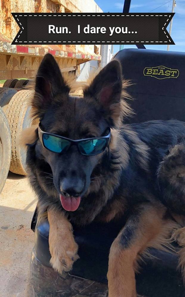 German Shepherd wearing protective sunglasses with the caption Run. I dare you