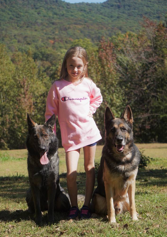 Young girl standing between two German Shepherds in a field