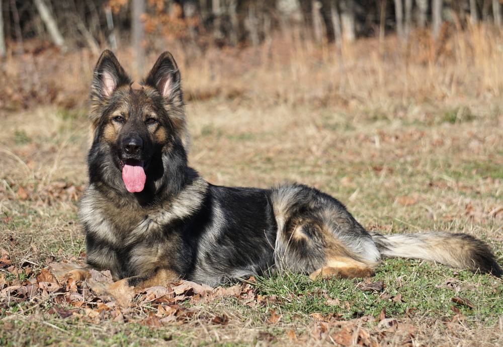 Long-coat German Shepherd lying in a dry field with tongue out