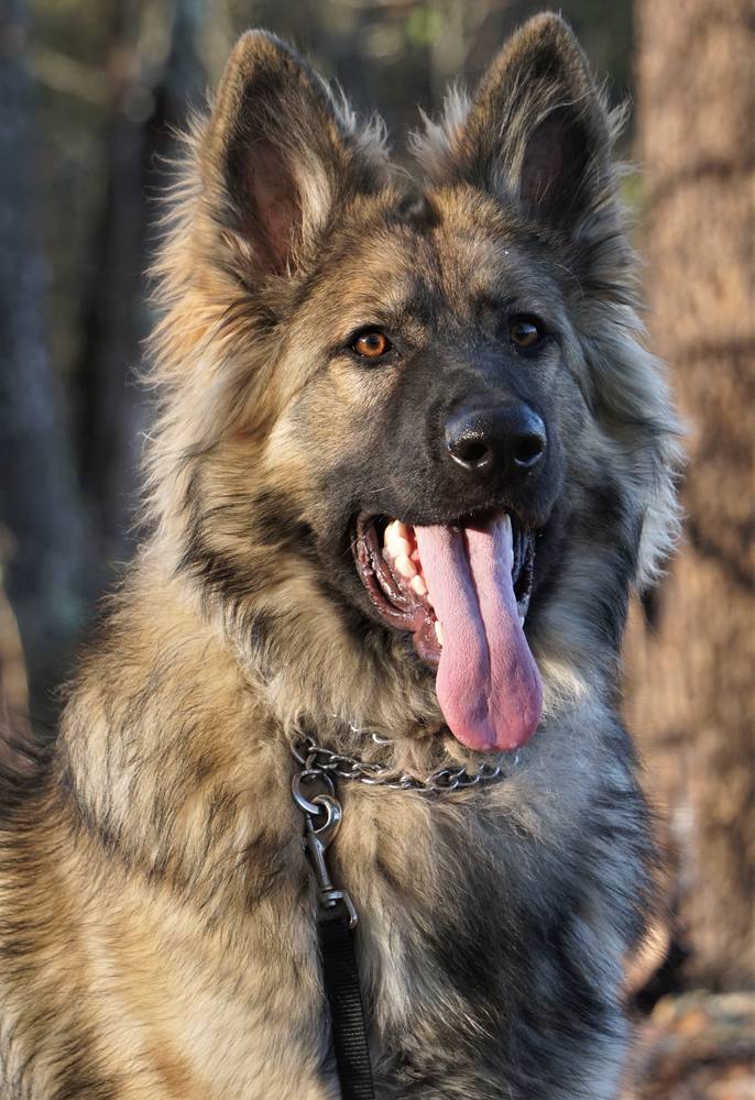 Long-coat German Shepherd portrait with tongue out