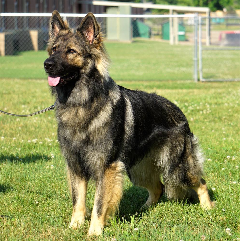 Long-coat German Shepherd sitting on grass on leash