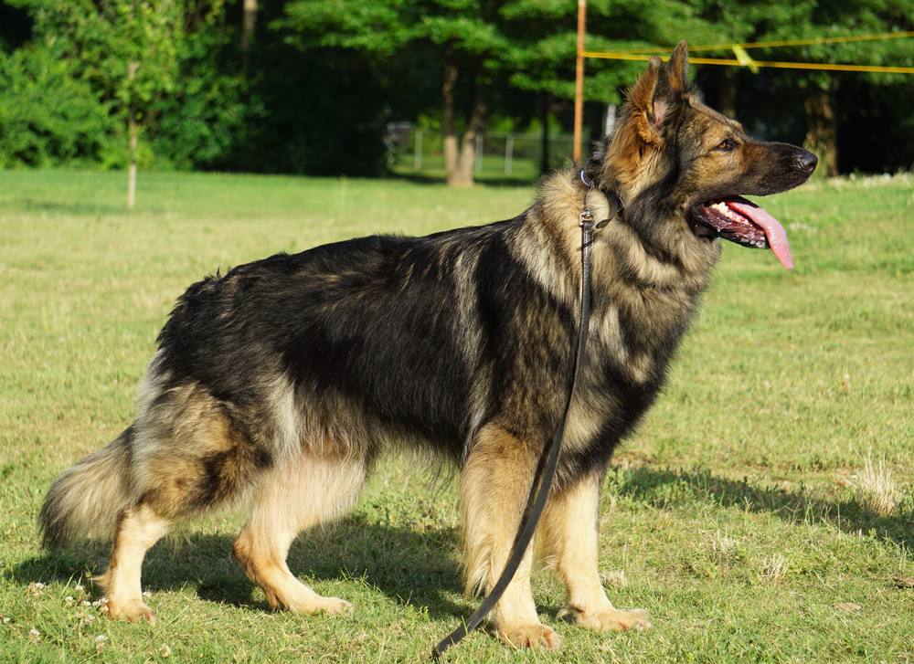 Long-coat German Shepherd standing on a green lawn on leash