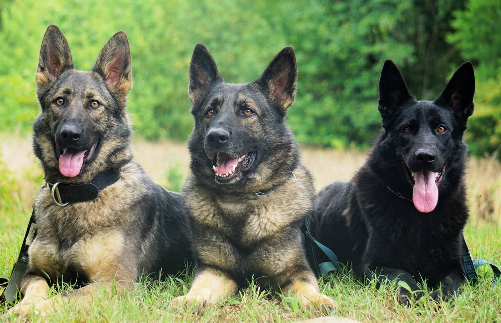 Three adult German Shepherds lying side by side in the grass
