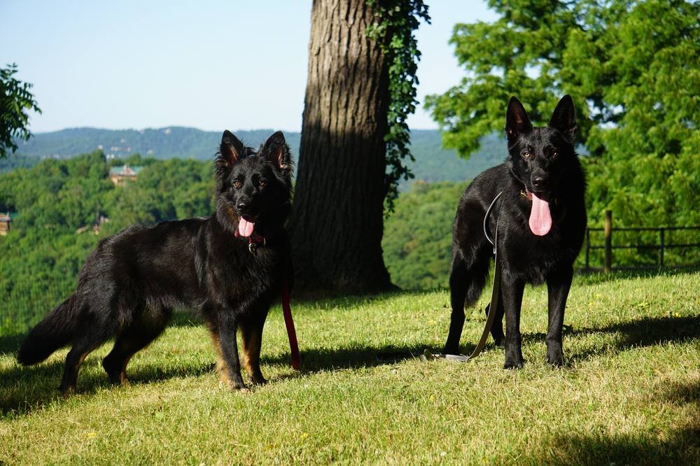 Two dark German Shepherds standing on a grassy hill under a large tree