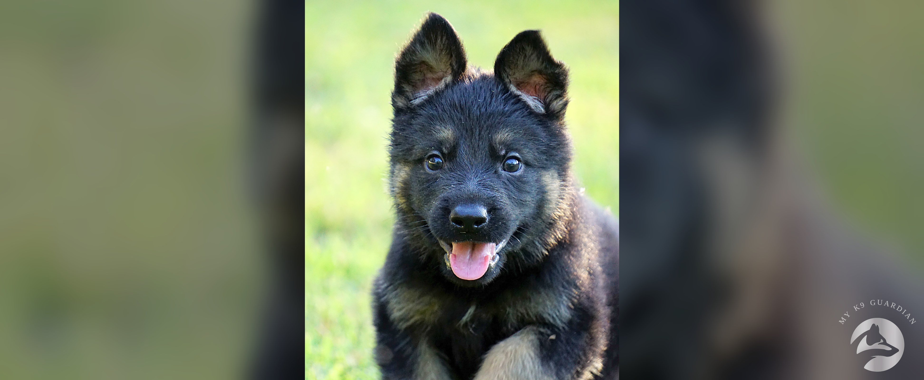 German Shepherd puppy running toward the camera with ears up and tongue out