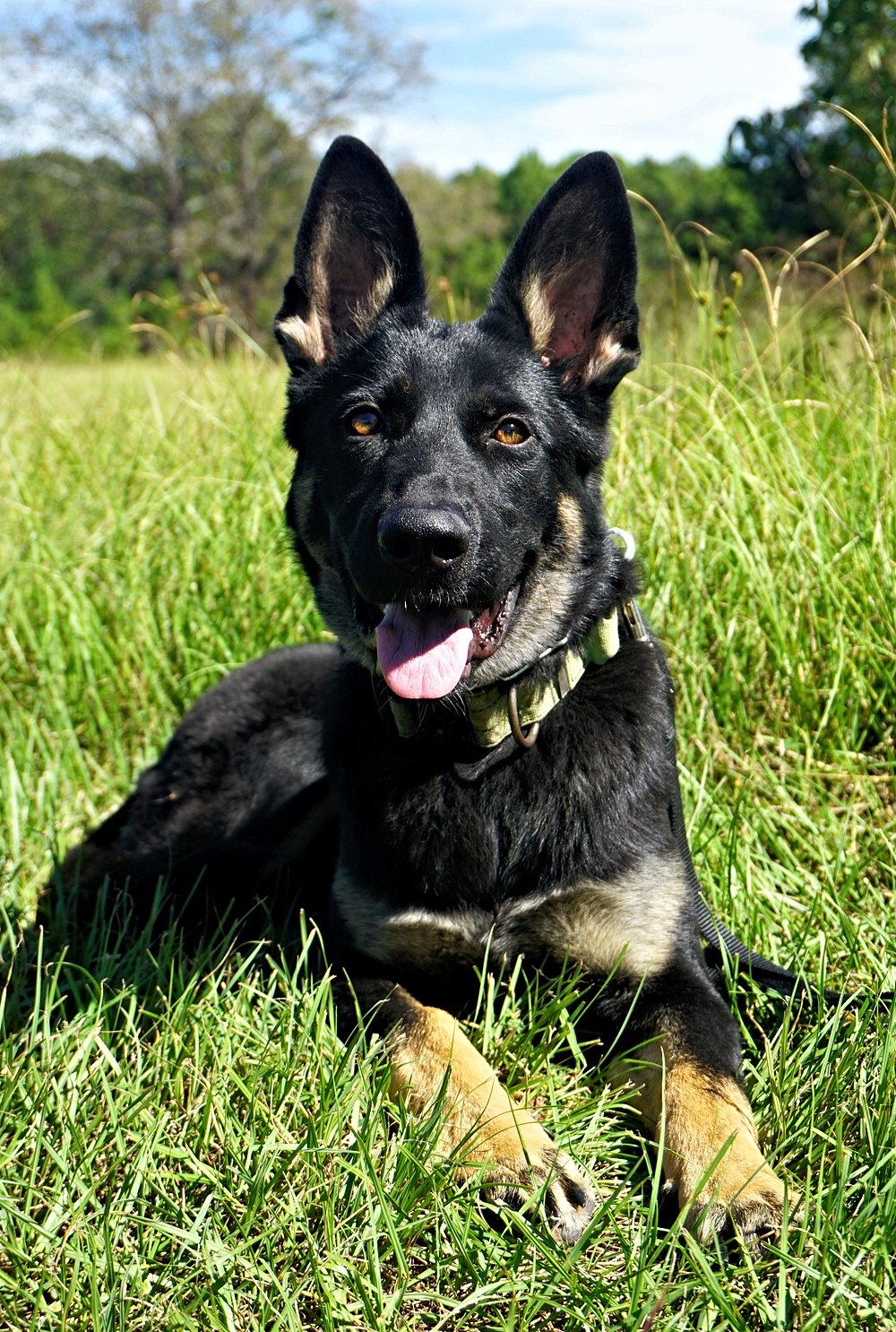 Josie, a young black and tan German Shepherd, lying in the grass
