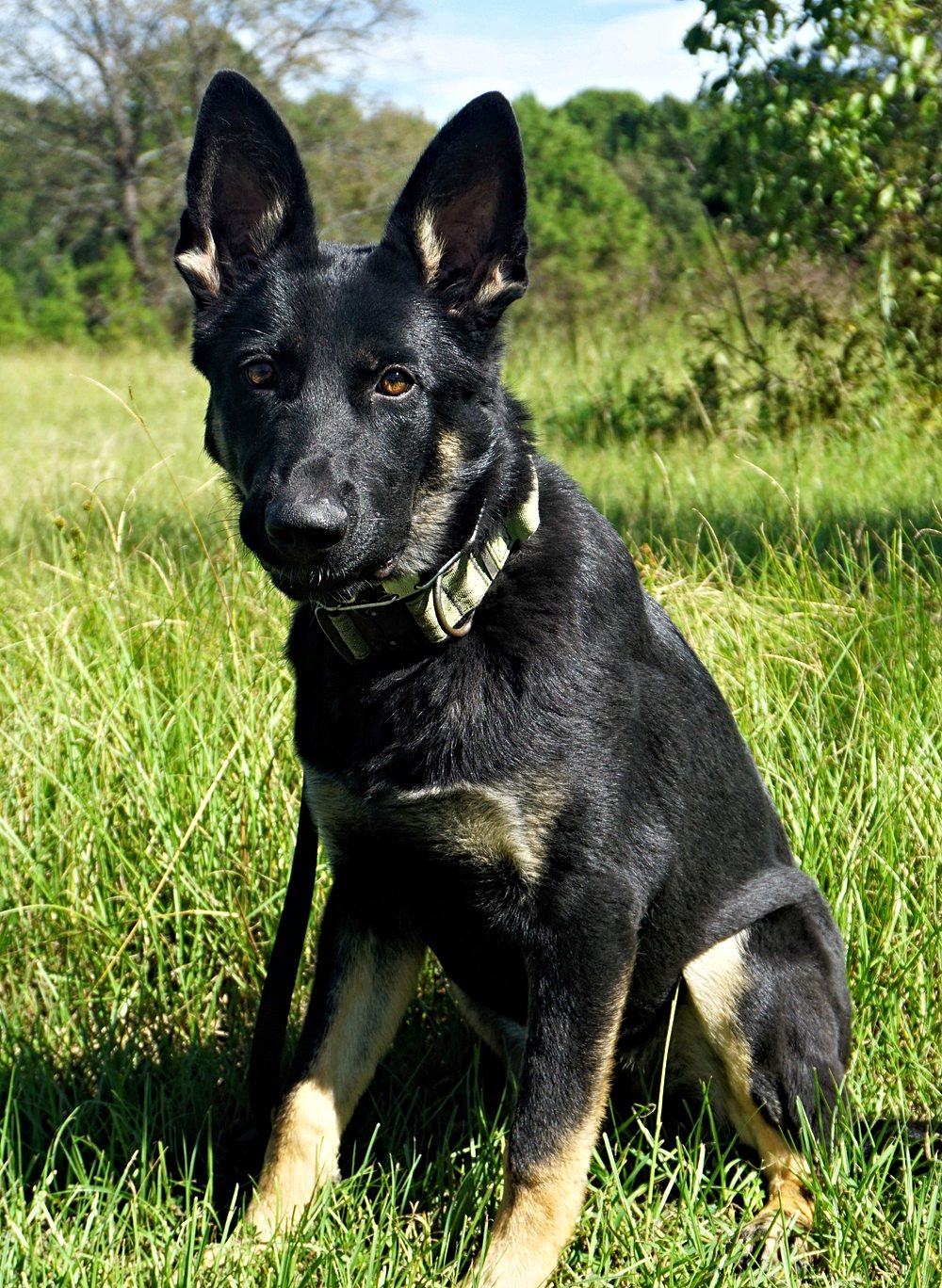 Josie, a young black and tan German Shepherd, sitting in a field
