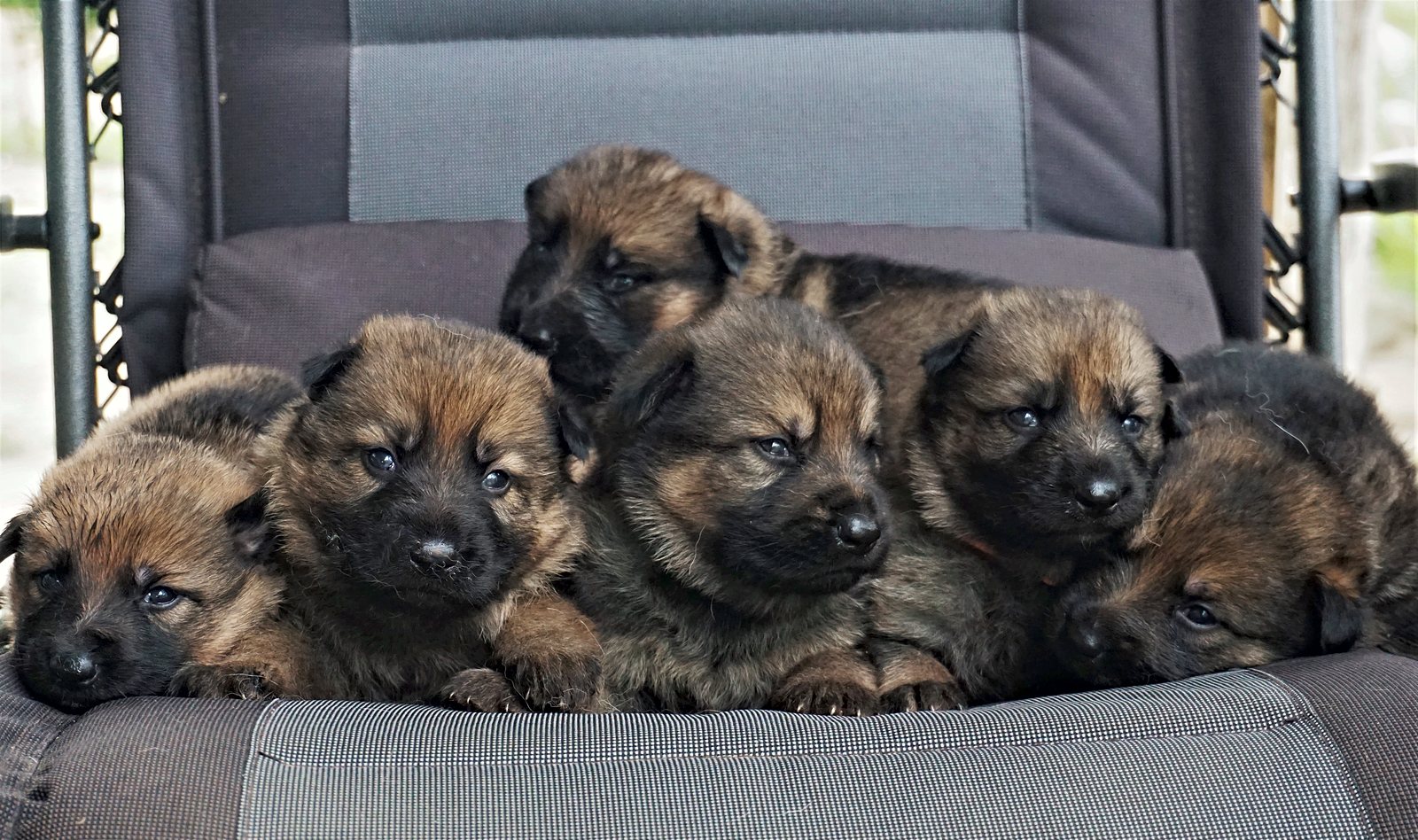 A litter of European working-line German Shepherd puppies huddled together on a chair