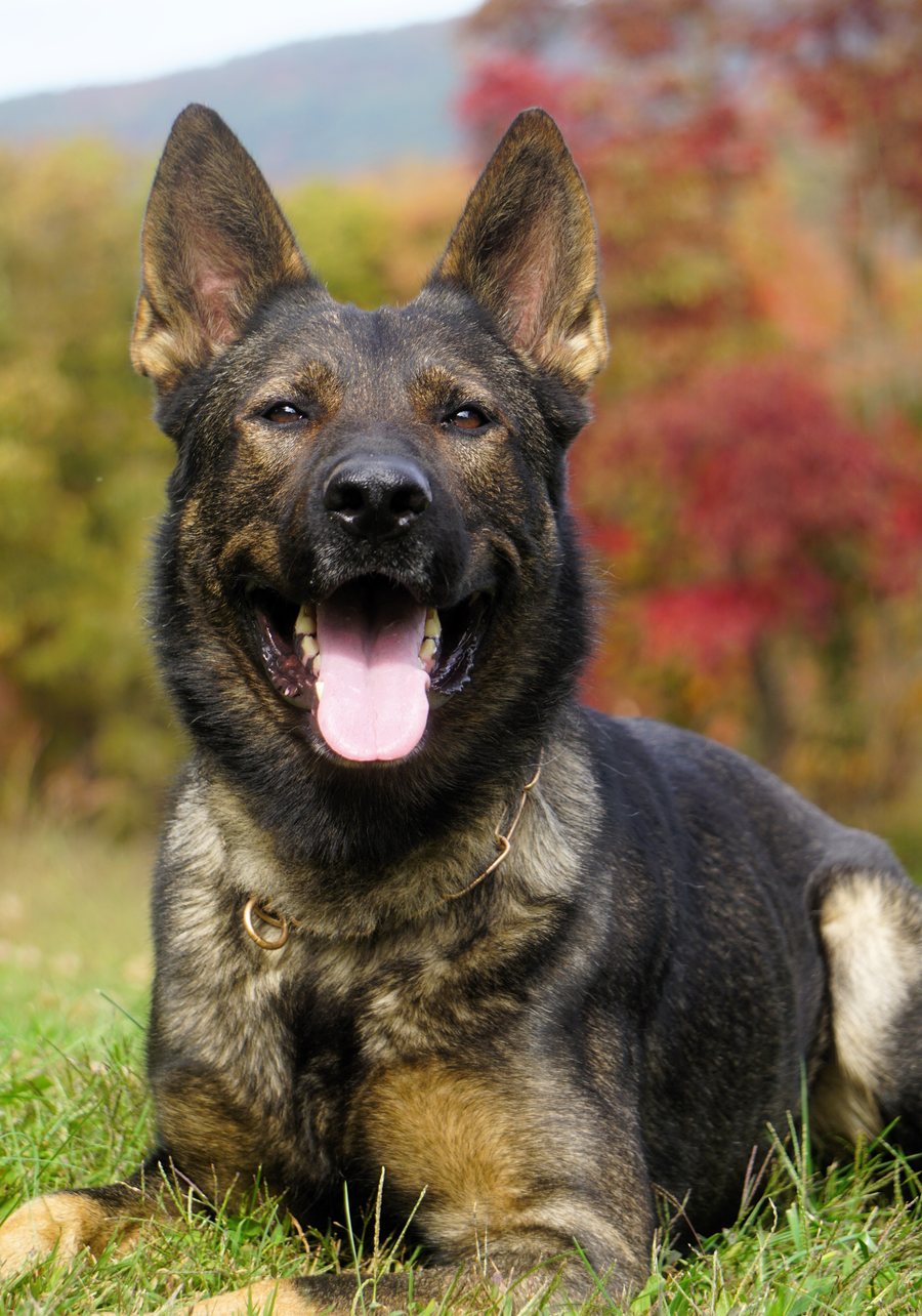 Ringo, BH-titled working-line German Shepherd and sire of the November litter