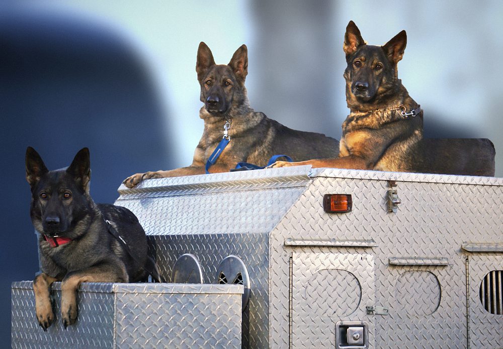 Three German Shepherds resting on an aluminum dog box