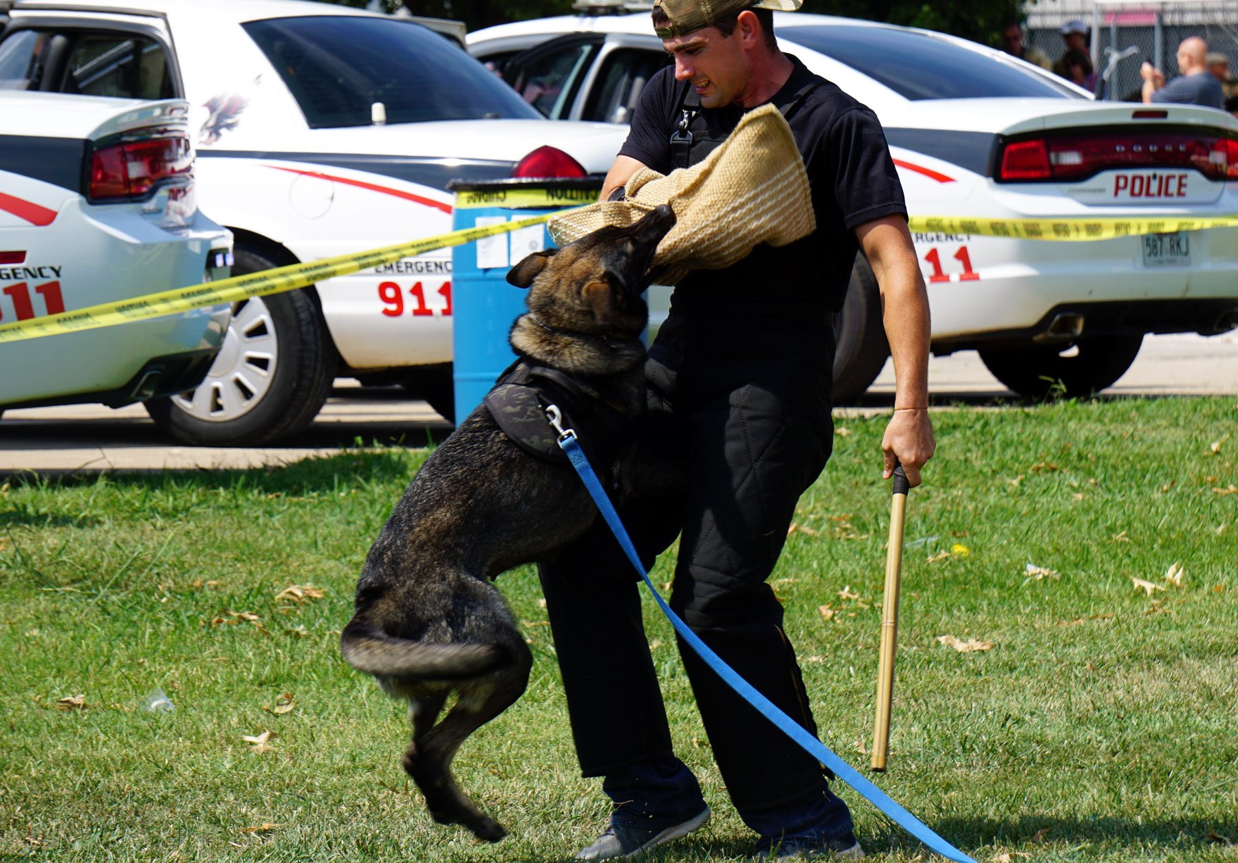 A trained German Shepherd working a protection bite on a sleeve during a training demonstration