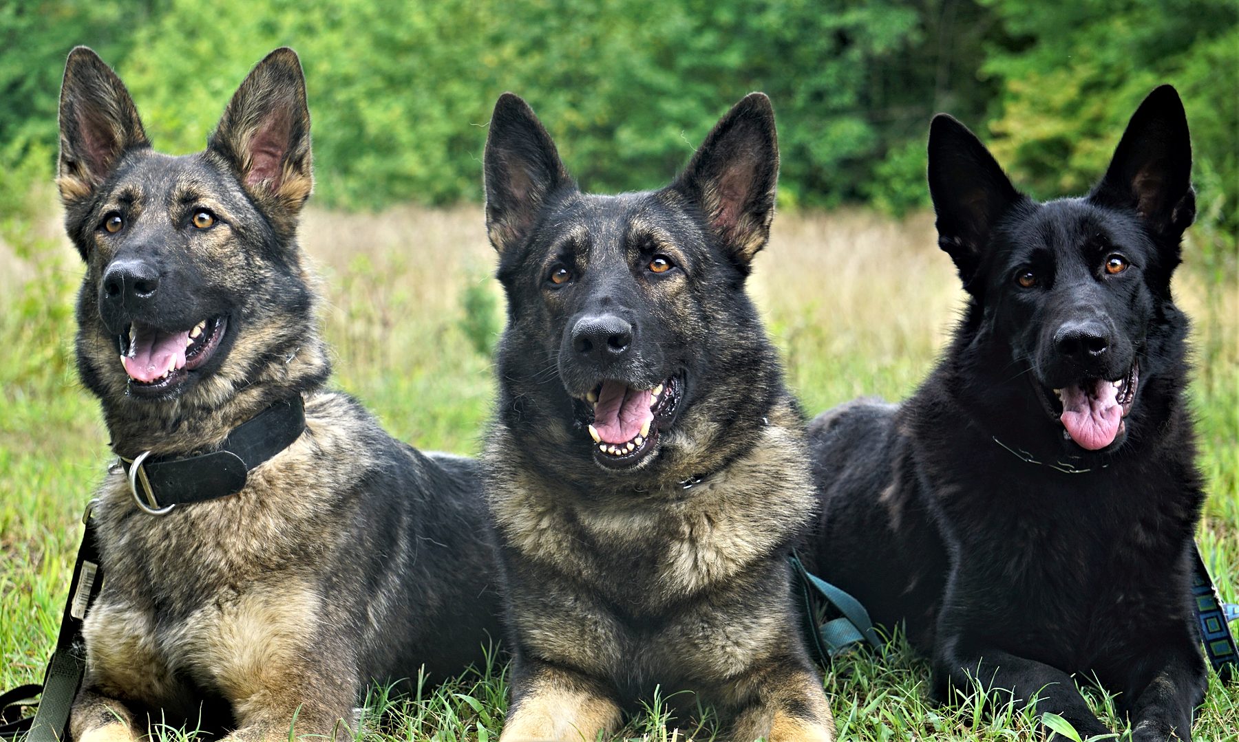 Three European German Shepherds lying side by side in a field