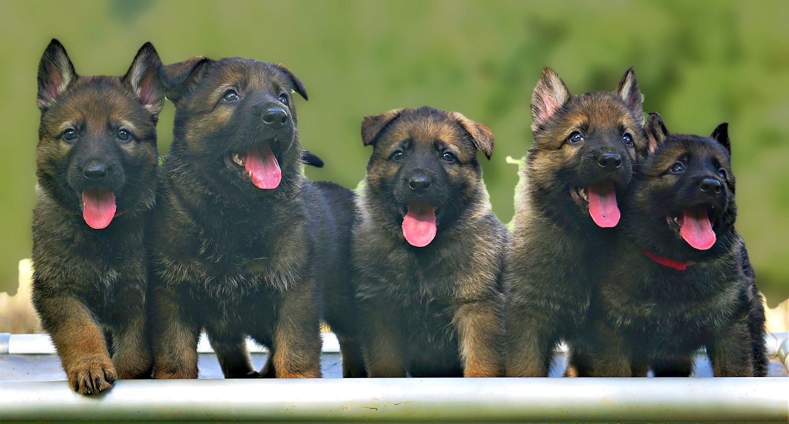 Litter of working-line German Shepherd puppies